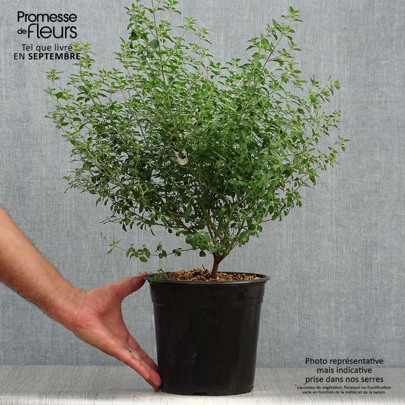 Amostra de Prostanthera rotundifolia Vaso de 4 L/5 L tal como entregue no outono