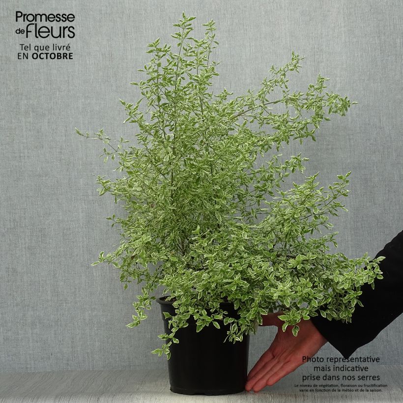 Amostra de Prostanthera rotundifolia Variegata Vaso de 4 L/5 L tal como entregue no outono