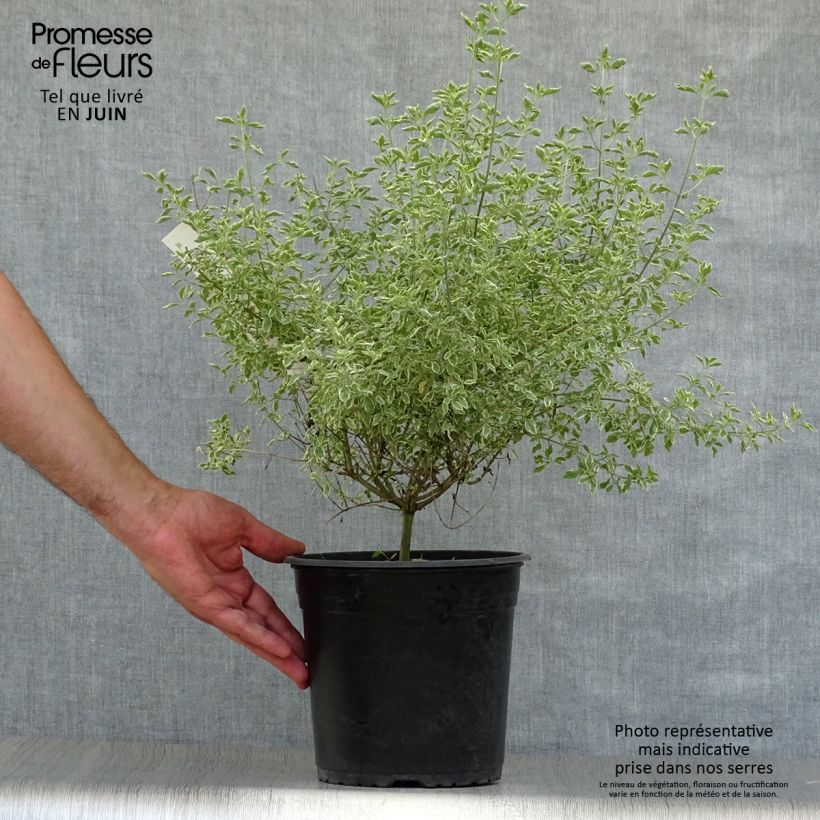 Amostra de Prostanthera rotundifolia Variegata Vaso de 4 L/5 L tal como entregue no verão