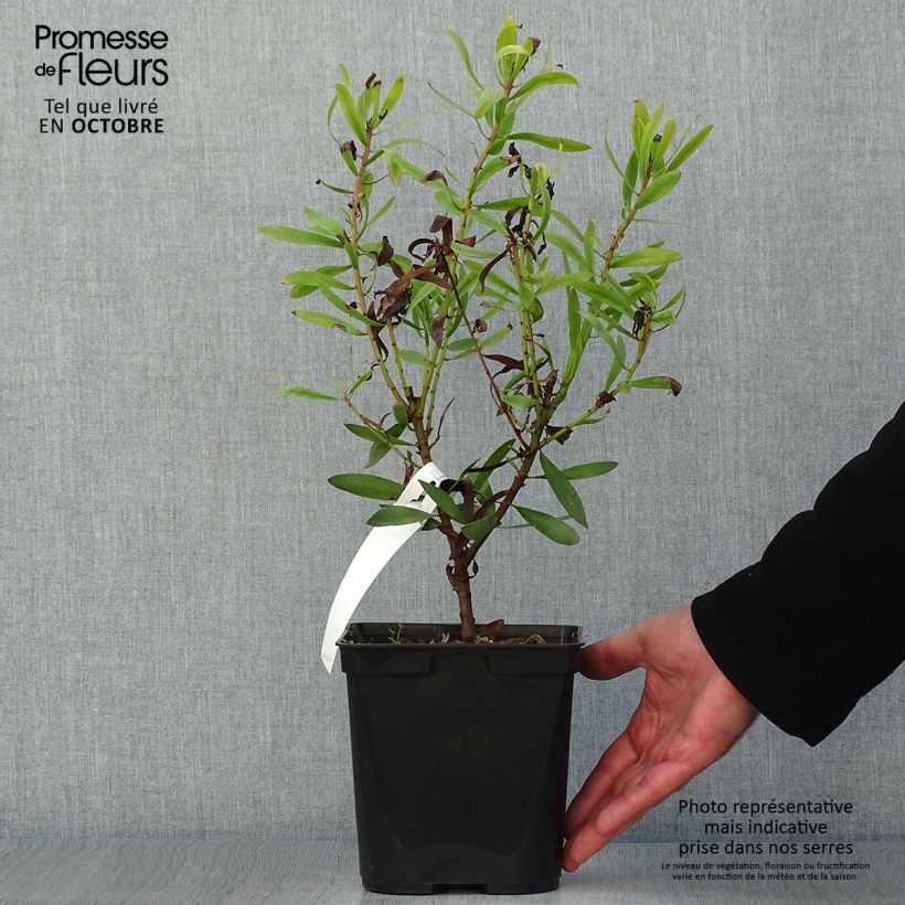 Amostra de Protea Clark's Red Vaso de 4 L/5 L tal como entregue no outono
