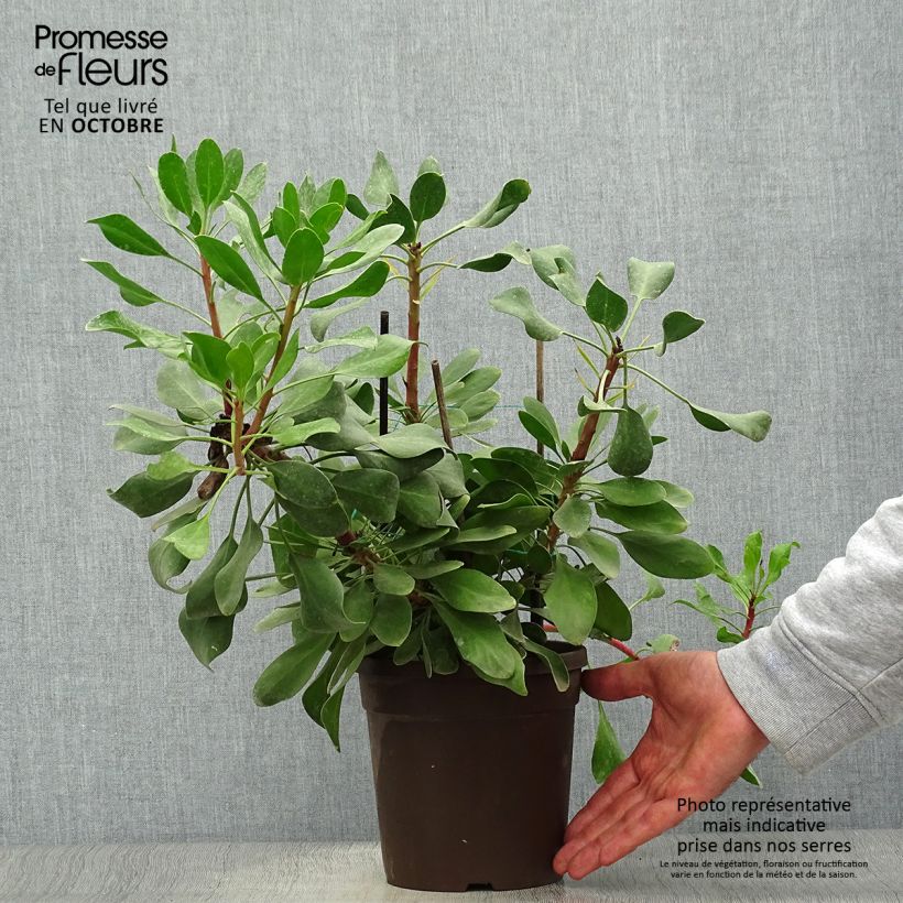 Amostra de Protea cynaroides Little Prince Vaso de 2 L/3 L tal como entregue no outono
