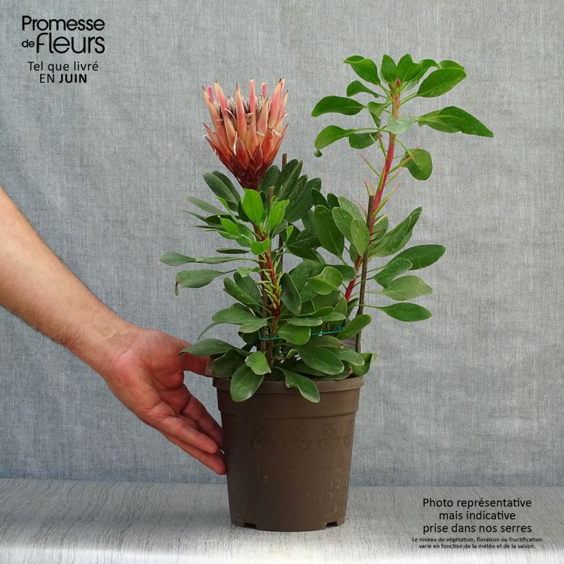 Amostra de Protea cynaroides Little Prince Vaso de 2 L/3 L tal como entregue no verão