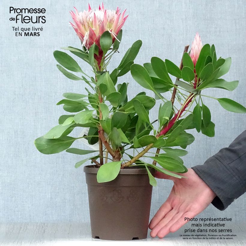 Amostra de Protea Little Prince - Protée royale Vaso de 2 L/3 L tal como entregue na primavera