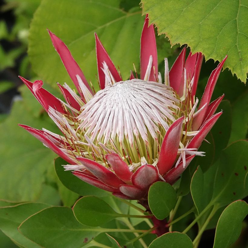Protea cynaroides Little Prince (Floração)