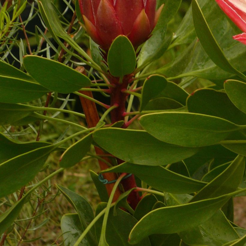 Protea Pink Crown (Folhagem)