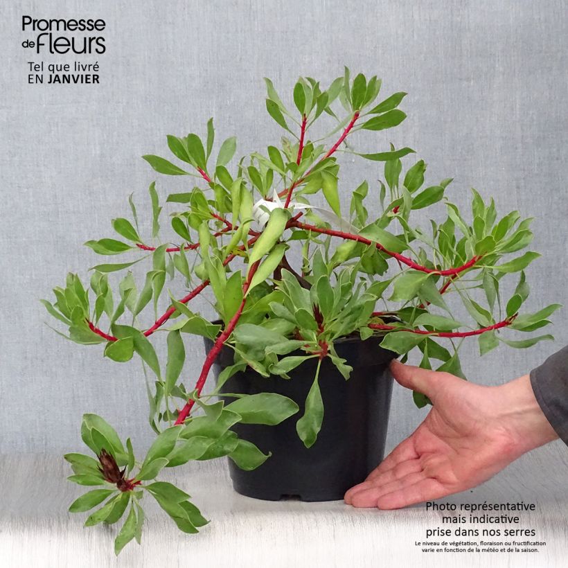 Amostra de Protea Pink Crown - Protée hybride Vaso de 4 L/5 L tal como entregue no inverno