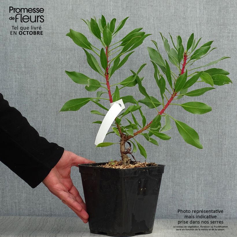 Amostra de Protea Pink Crown Vaso de 4 L/5 L tal como entregue no outono