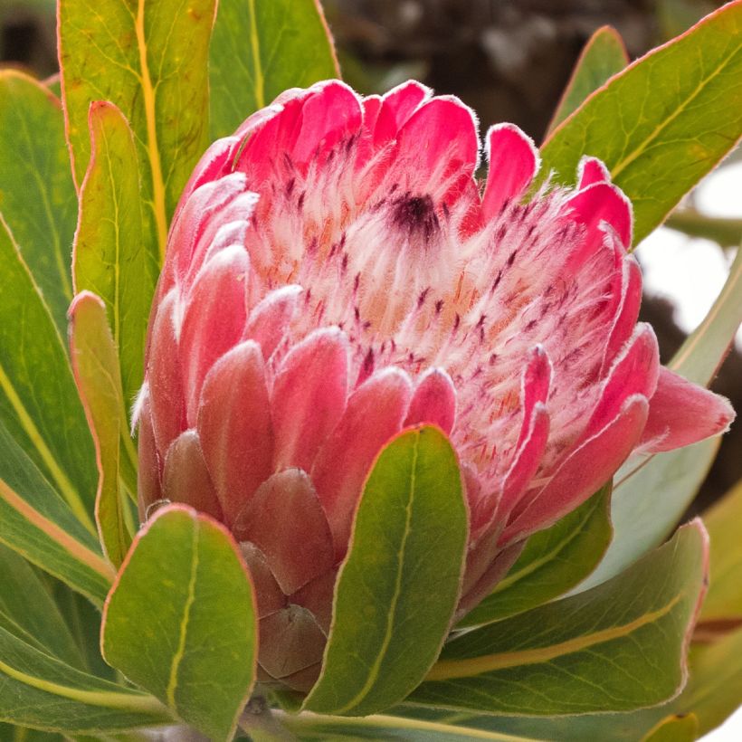 Protea Pink Ice (Floração)