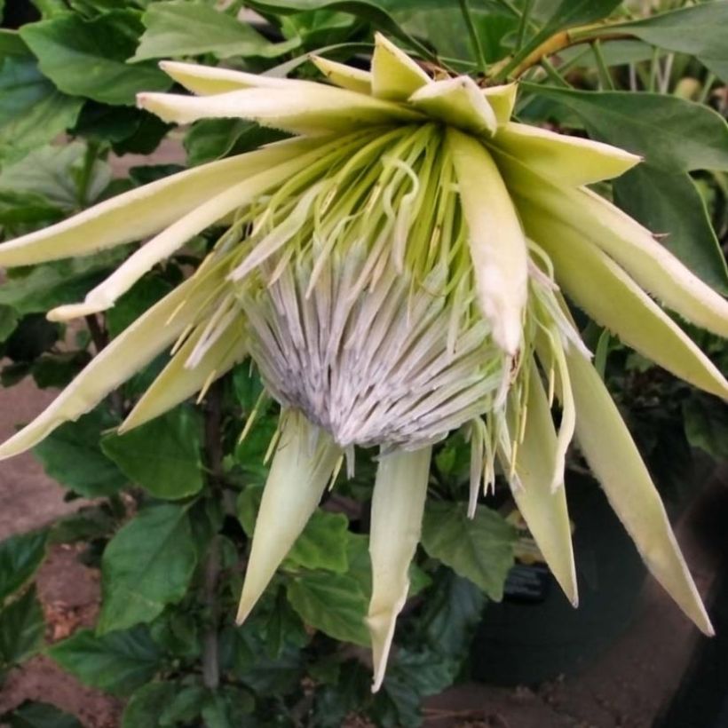 Protea cynaroides White Crown (Floração)