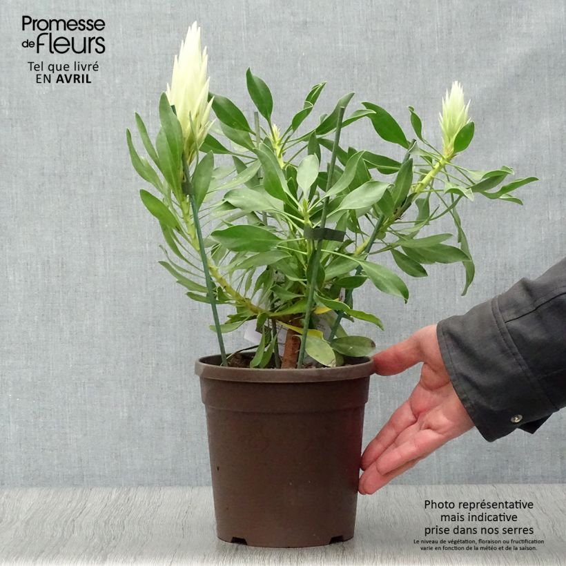 Amostra de Protea White Crown - Protée royale miniature Vaso de 2 L/3 L tal como entregue na primavera