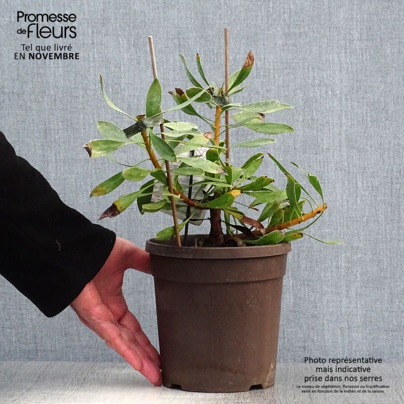 Amostra de Protea cynaroides White Crown Vaso de 2 L/3 L tal como entregue no outono