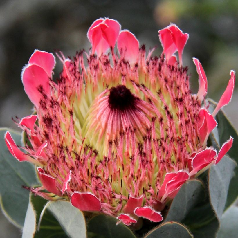 Protea eximia (Floração)