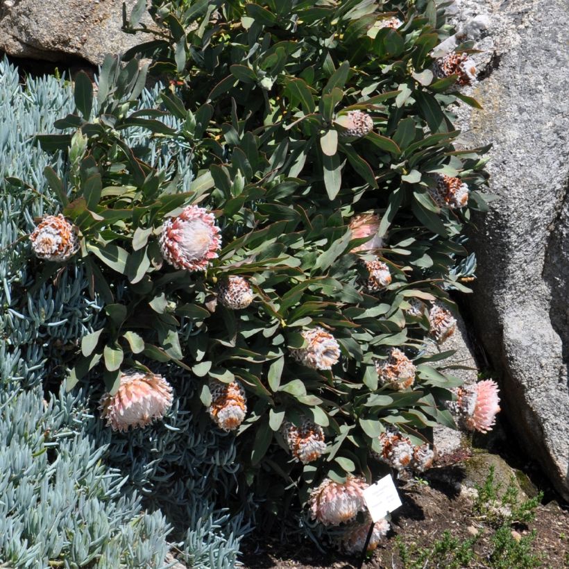 Protea magnifica (Hábito)
