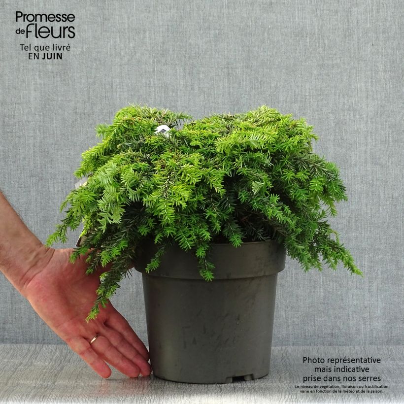 Amostra de Tsuga canadensis Nana Vaso de 3 L/4 L tal como entregue no verão
