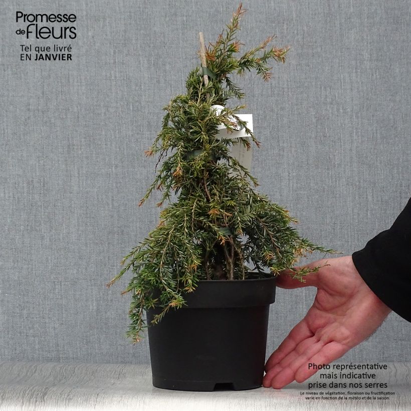 Amostra de Pruche du Canada - Tsuga canadensis Pendula                        Vaso de 2 L/3 L tal como entregue no inverno