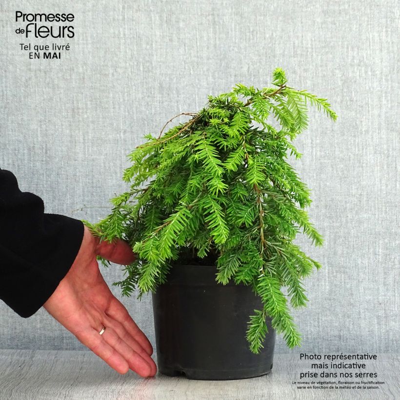 Amostra de Tsuga canadensis Pendula Vaso de 2 L/3 L tal como entregue na primavera