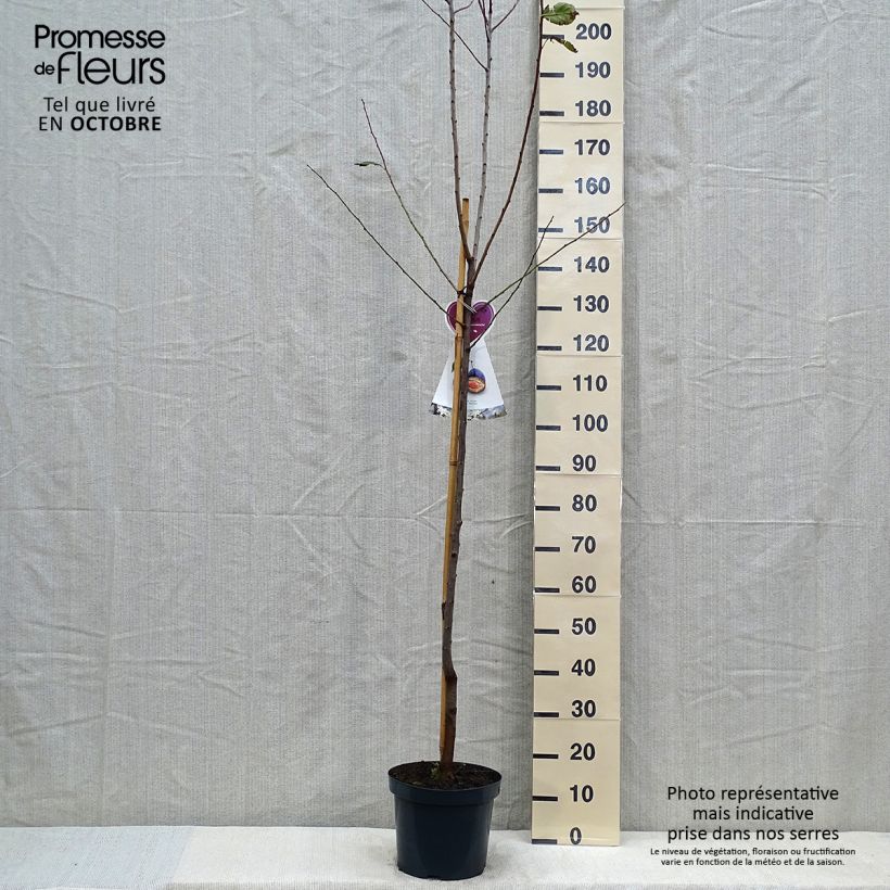 Amostra de Ameixeira Hauszwetsche - Prunus domestica Vaso de 7,5 L/10 L, Meia haste tal como entregue no outono