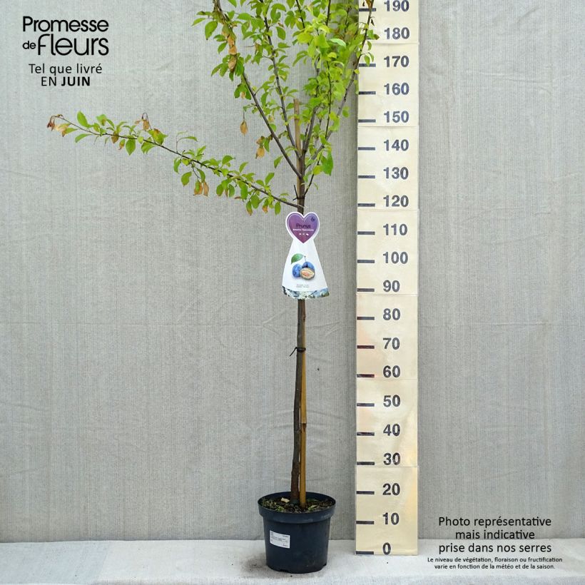 Amostra de Ameixeira Hauszwetsche - Prunus domestica Vaso de 7,5 L/10 L, Meia haste tal como entregue na primavera