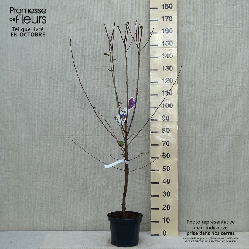 Amostra de Pruneau de Bâle - Prunier Hauszwetsche - Quetsche Pot de 7,5L/10L, Gobelet tal como entregue no outono