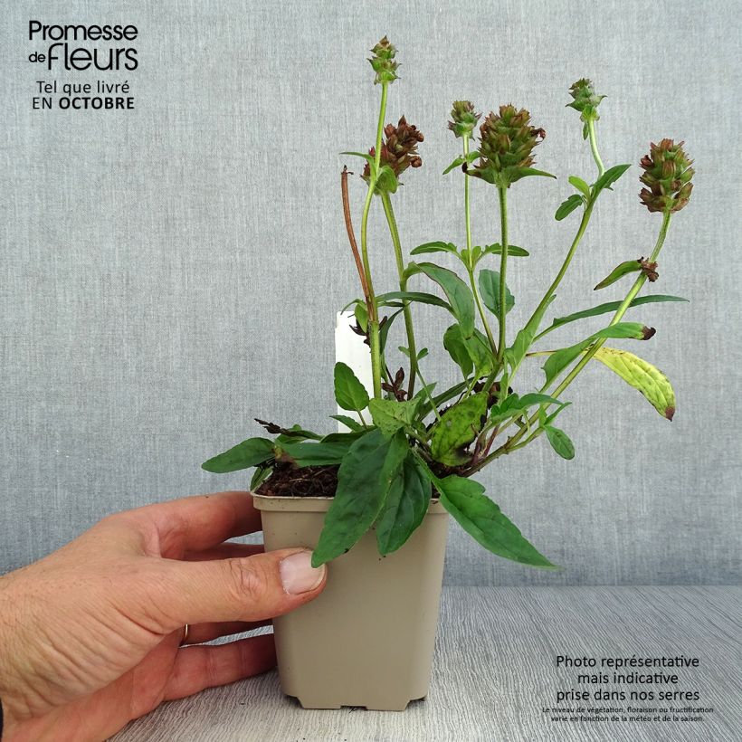 Amostra de Prunella grandiflora Altenberg Rosa Vaso de 8/9 cm tal como entregue no outono
