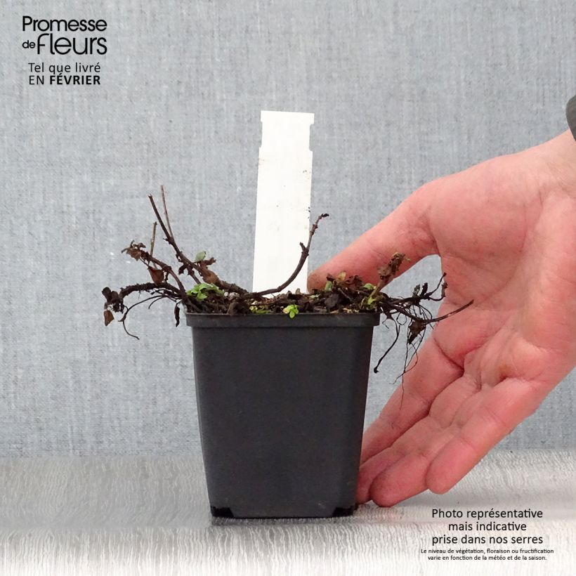 Amostra de Prunella grandiflora Altenberg Rosa - Brunelle à grandes fleurs Vaso de 8/9 cm tal como entregue no inverno