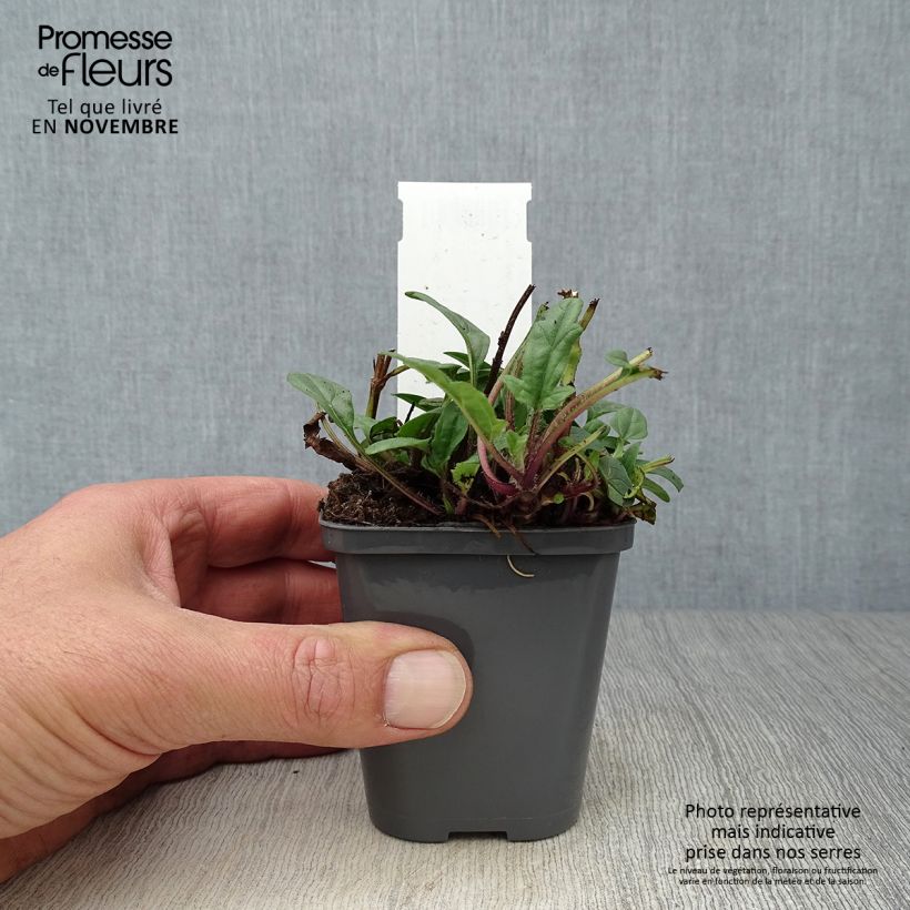 Amostra de Prunella grandiflora Bella Deep Rose Vaso de 7/8 cm tal como entregue no outono