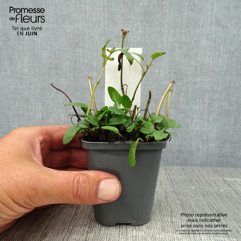 Amostra de Prunella grandiflora Bella Deep Rose Vaso de 7/8 cm tal como entregue no verão