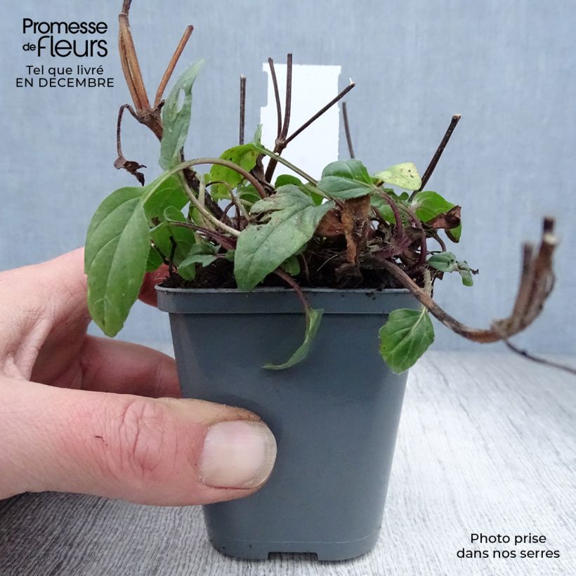 Amostra de Prunella grandiflora Bella Deep Rose - Brunelle à grandes fleurs Vaso de 7/8 cm tal como entregue no inverno