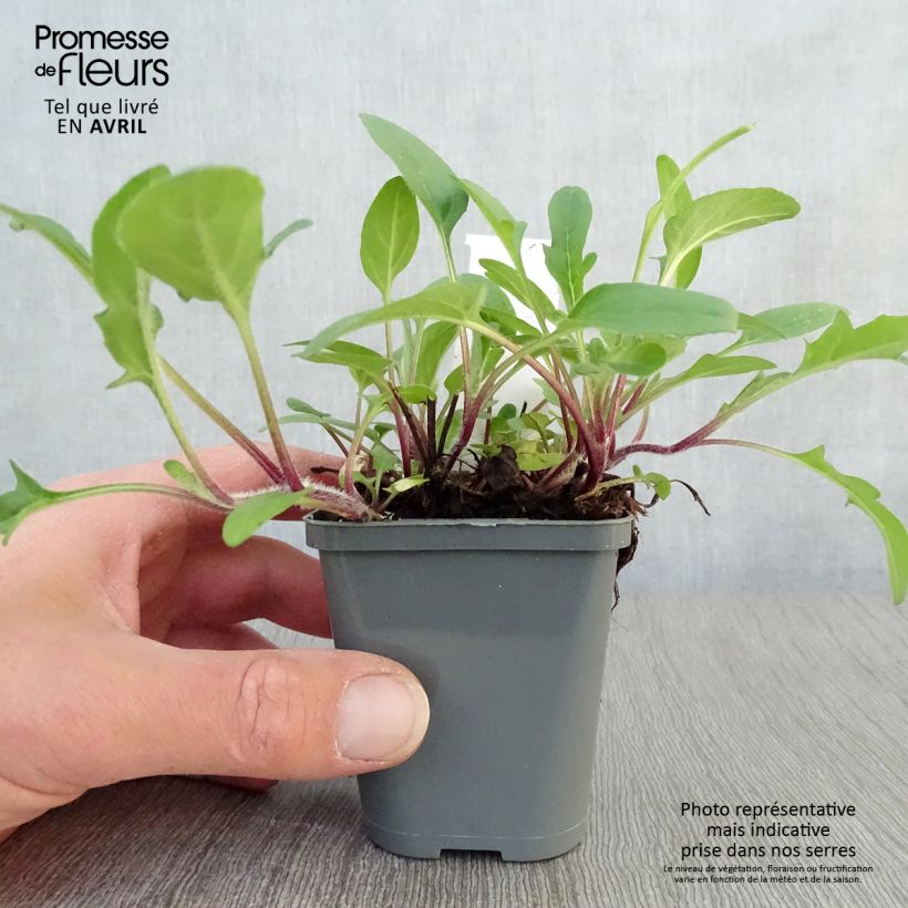 Amostra de Prunella grandiflora Bella Deep Rose Vaso de 7/8 cm tal como entregue na primavera