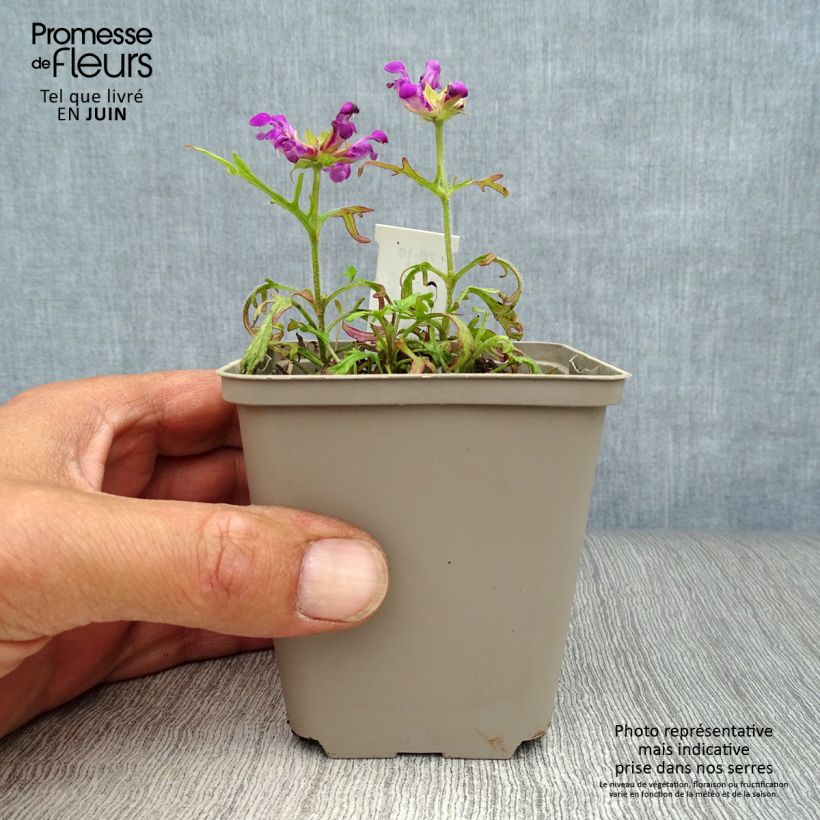 Amostra de Prunella grandiflora Pink Loveliness Vaso de 8/9 cm tal como entregue no verão