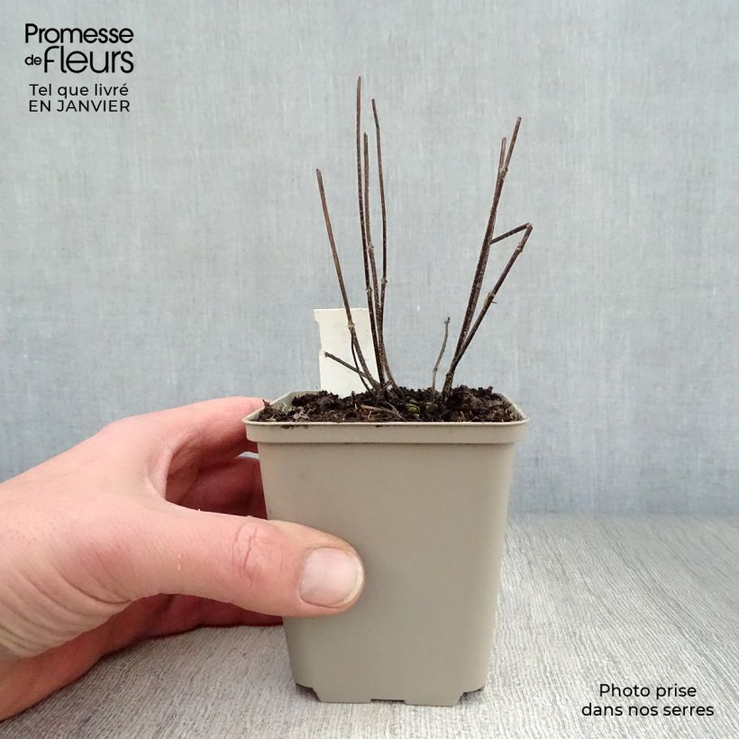 Amostra de Prunella grandiflora Pink Loveliness - Brunelle rose tendre. Vaso de 8/9 cm tal como entregue no inverno