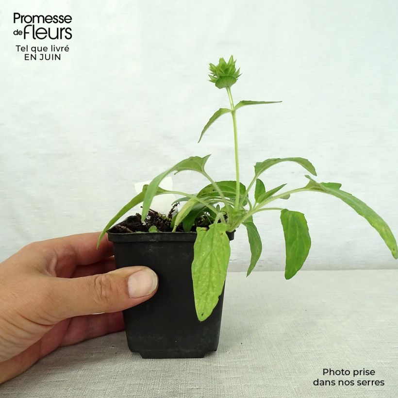 Amostra de Prunella grandiflora White Loveliness Vaso de 8/9 cm tal como entregue no verão