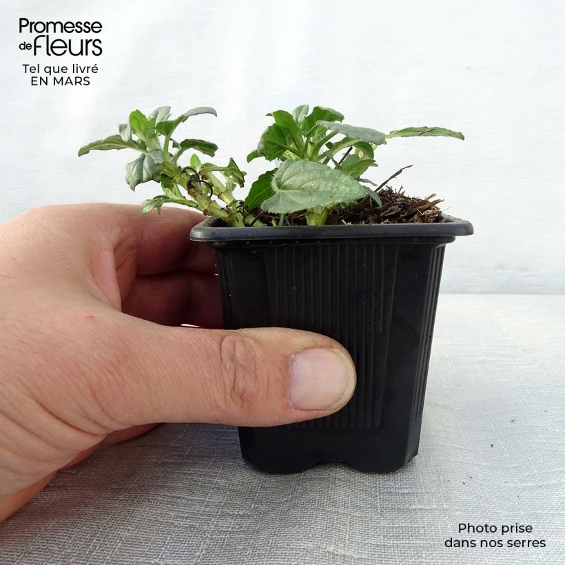 Amostra de Prunella grandiflora White Loveliness Vaso de 8/9 cm tal como entregue na primavera