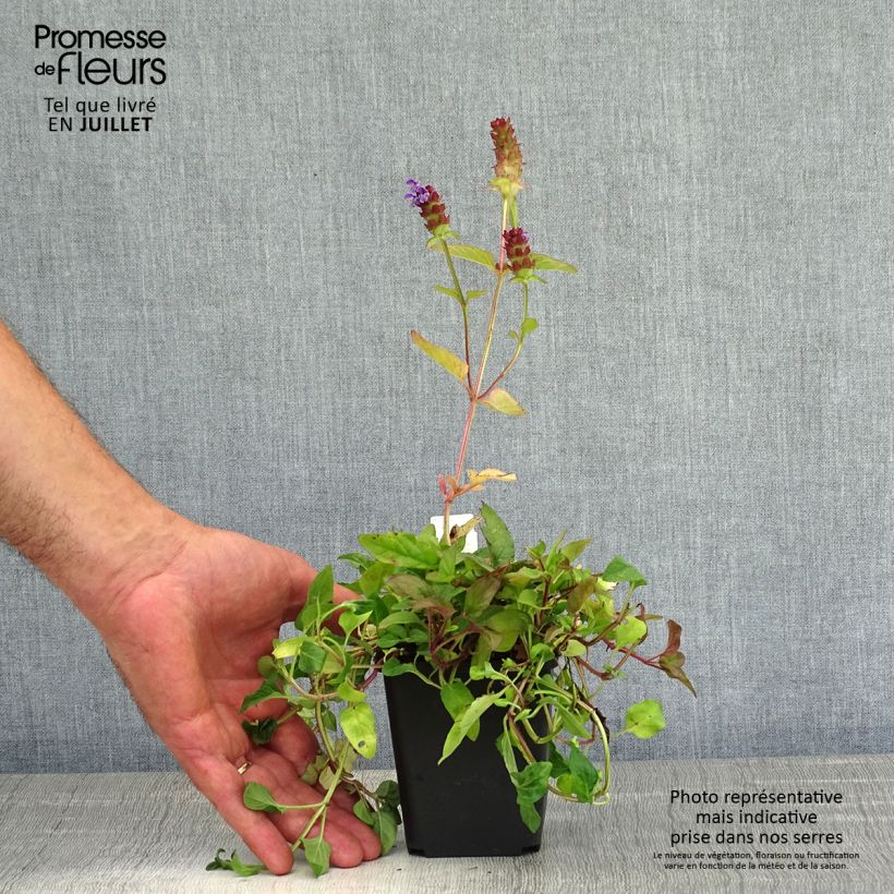 Amostra de Prunella vulgaris Vaso de 8/9 cm tal como entregue no verão