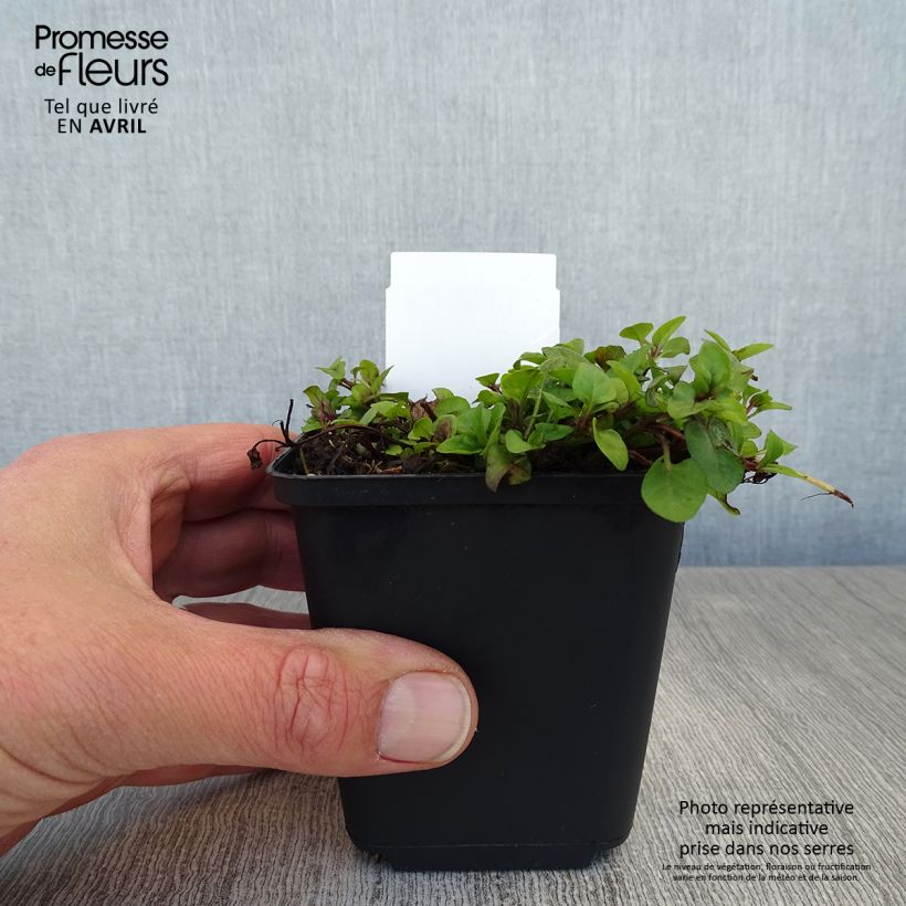 Amostra de Prunella vulgaris Vaso de 8/9 cm tal como entregue na primavera