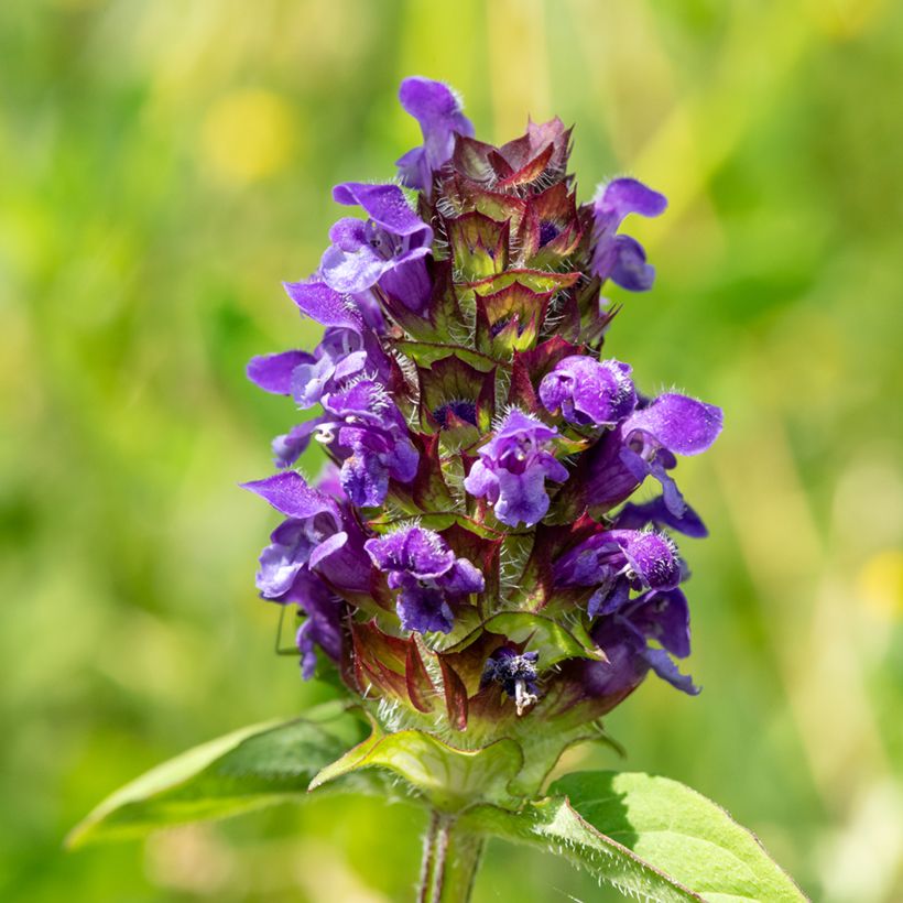 Prunella vulgaris (Floração)