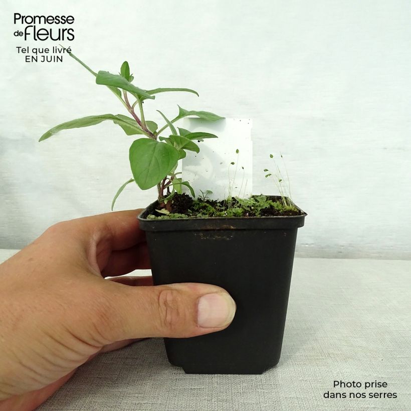 Amostra de Prunella webbiana Rosea Vaso de 8/9 cm tal como entregue no verão