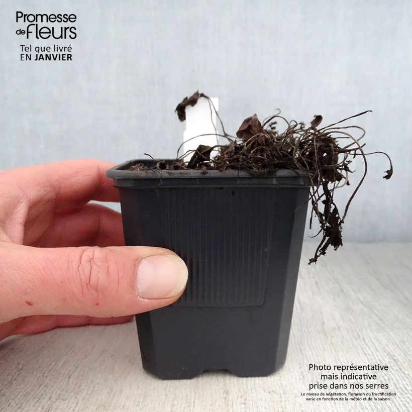 Amostra de Prunella (x) webbiana Rosea - Brunelle Vaso de 8/9 cm tal como entregue no inverno