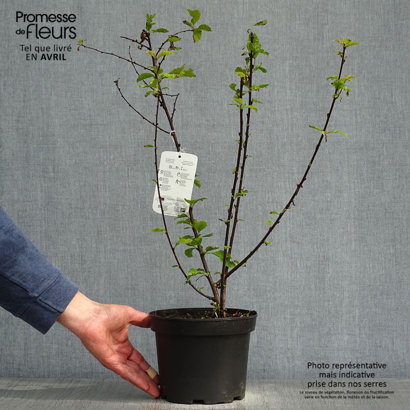 Amostra de Prunus spinosa Vaso de 3 L/4 L tal como entregue na primavera