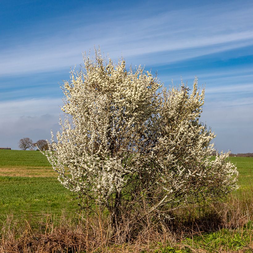 Prunus spinosa (Hábito)
