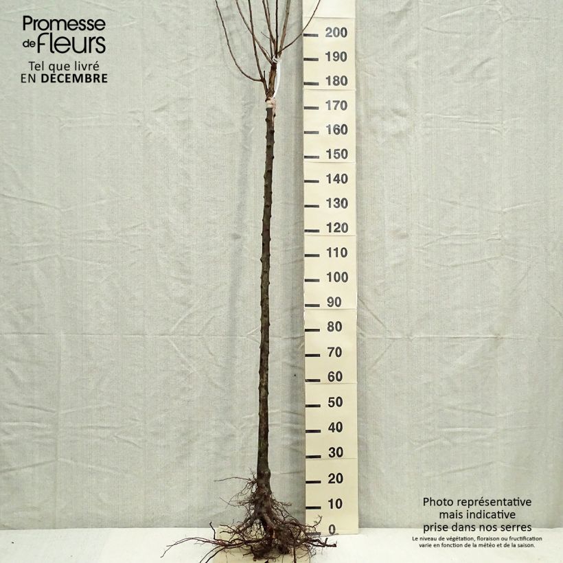 Amostra de Prunier Belle De Louvain - Quetsche italienne Raízes nuas, Meia haste tal como entregue no inverno