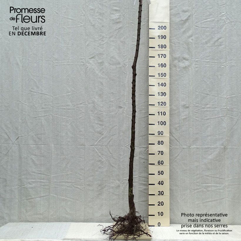 Amostra de Prunier Belle De Louvain - Quetsche italienne Raízes nuas, Haste alta tal como entregue no inverno
