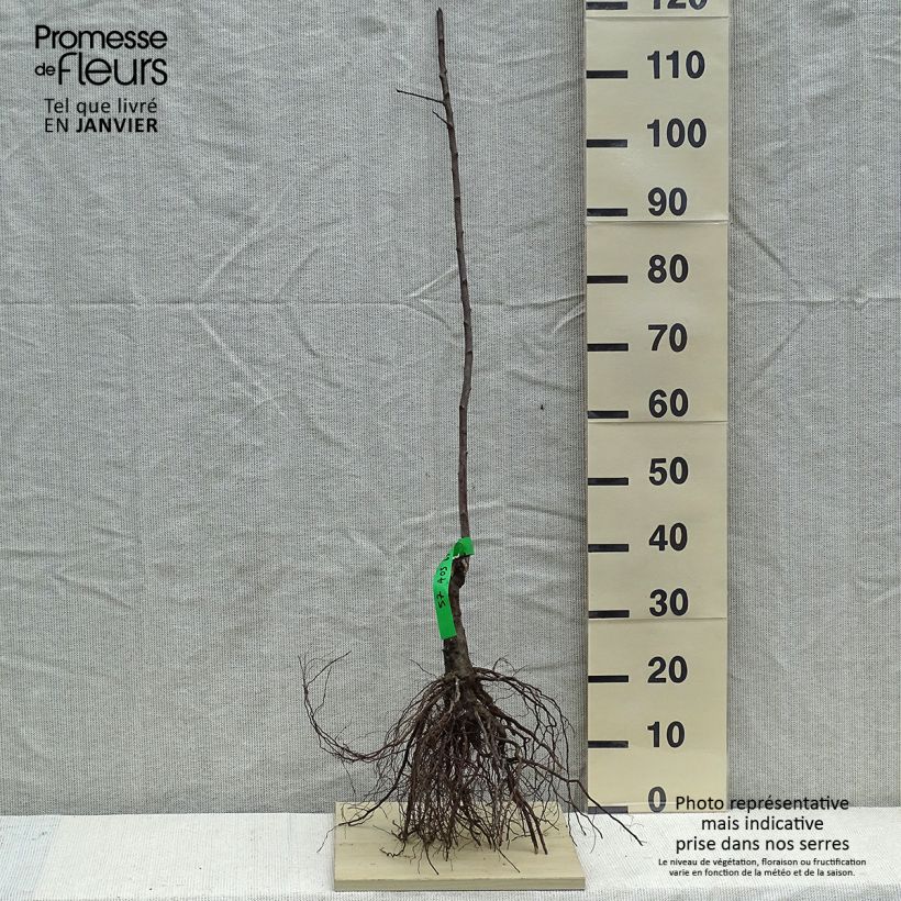 Amostra de Prunier Des Béjonnières Raízes nuas, Rebento tal como entregue no inverno