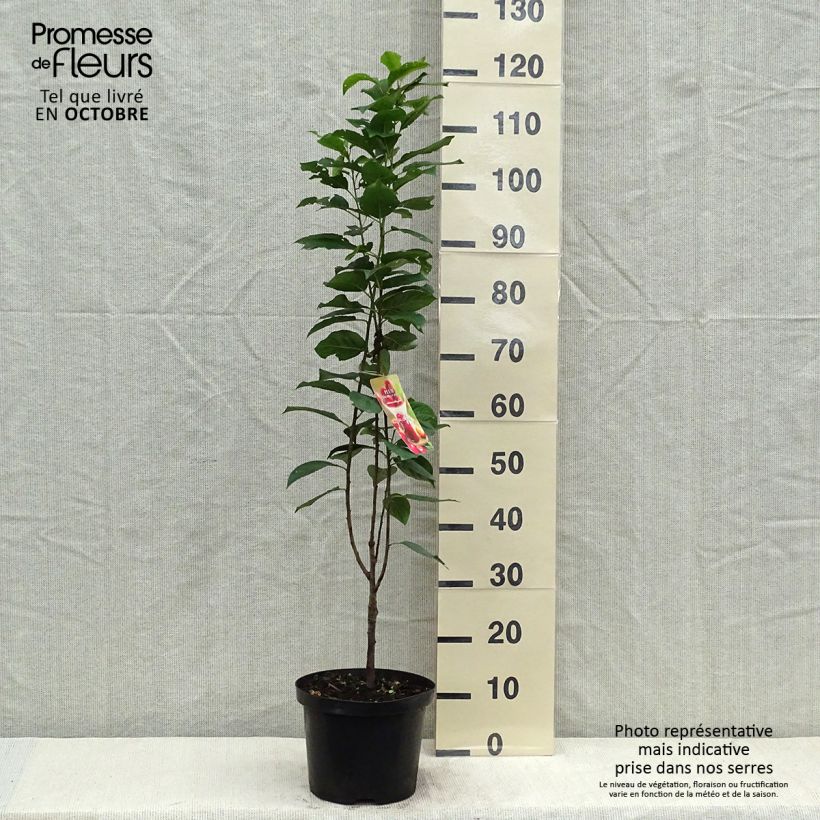 Amostra de Ameixeira Mirabelle Ruby - Prunus domestica Vaso de 7,5 L/10 L, Colunar tal como entregue no outono