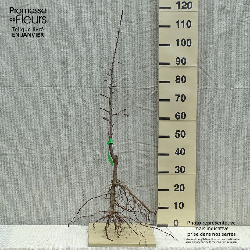 Amostra de Prunier Mirabelle de Metz Bio Grandes Racines nues, Scion tal como entregue no inverno
