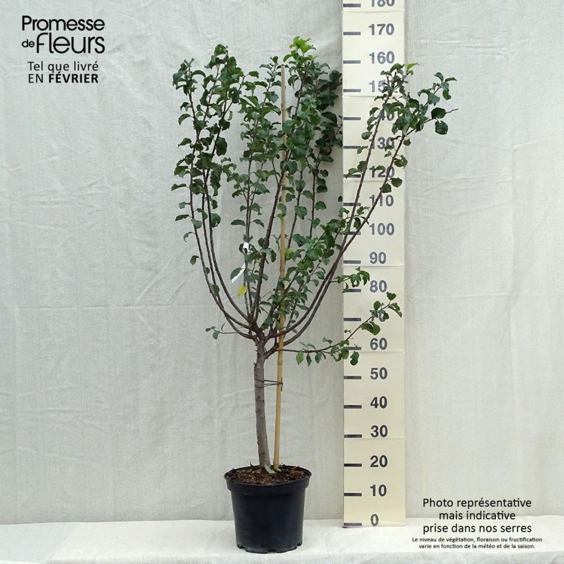 Amostra de Ameixeira Mirabelle de Metz - Prunus institiae Vaso de 7,5 L/10 L, Copo tal como entregue no outono