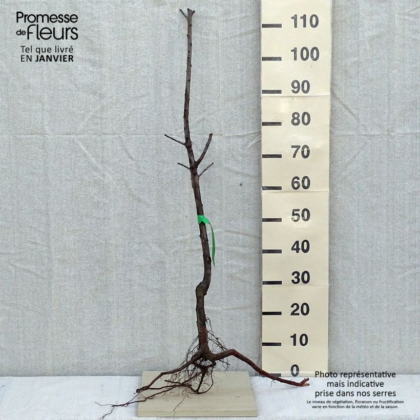 Amostra de Prunier Mirabelle de Nancy Raízes nuas, Rebento tal como entregue no inverno