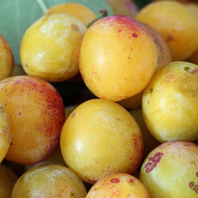 Ameixoeira Mirabelle de Nancy - Prunus institiae (Colheita)