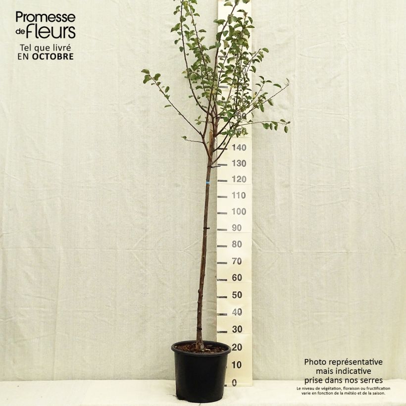 Amostra de Ameixoeira Mirabelle de Nancy - Prunus institiae Vaso de 7,5 L/10 L, Meia haste tal como entregue no outono