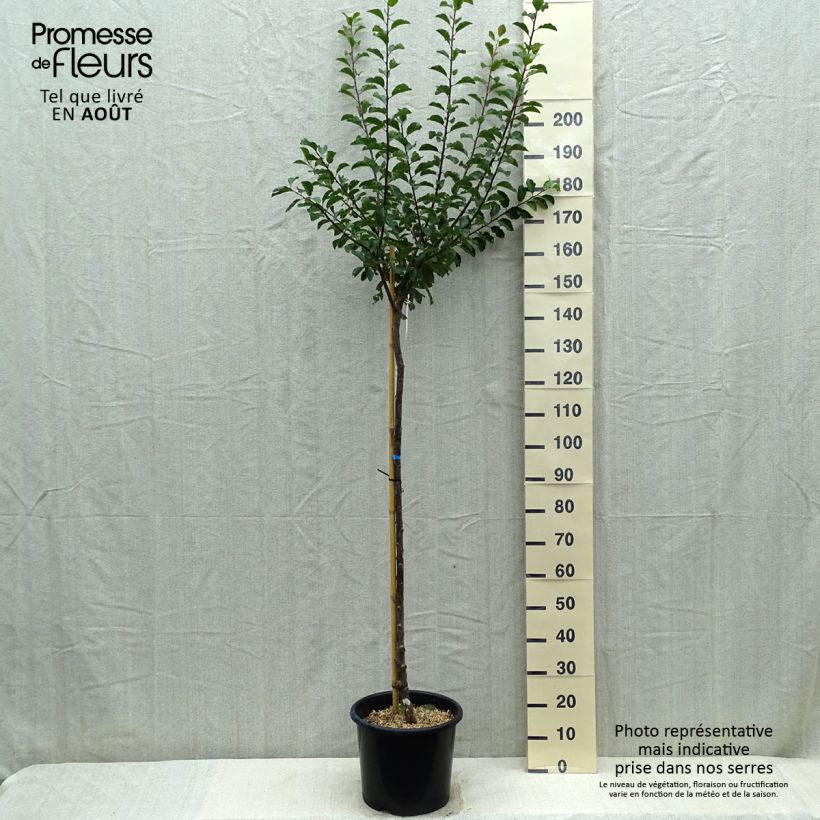 Amostra de Ameixoeira Mirabelle de Nancy - Prunus institiae Vaso de 7,5 L/10 L, Meia haste tal como entregue no verão